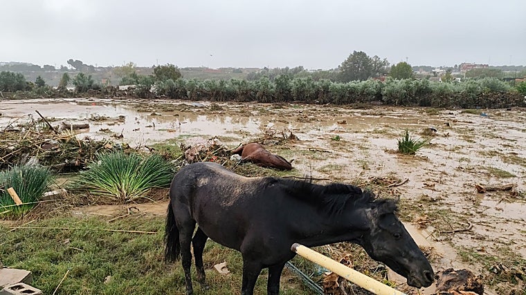 La patronal del sector hípico Precval ha organizado una operación para asistir a los ganaderos afectados