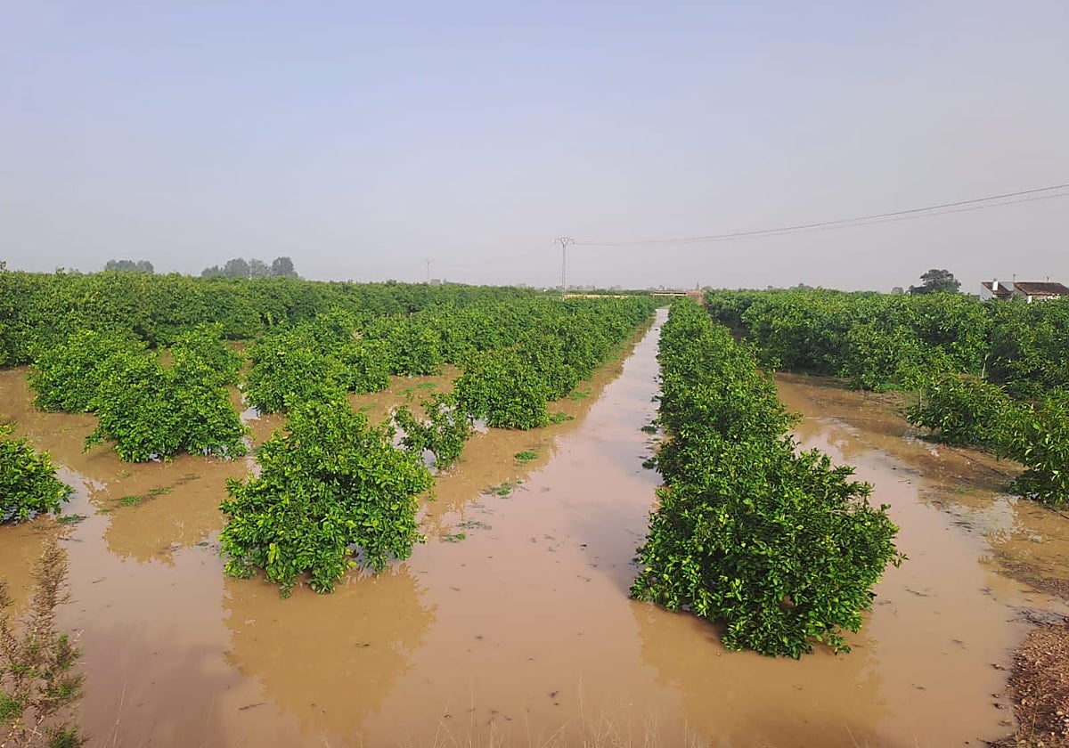 El agua empantanada está provocando la proliferación de hongos, haciendo que las pérdidas sean del 100%
