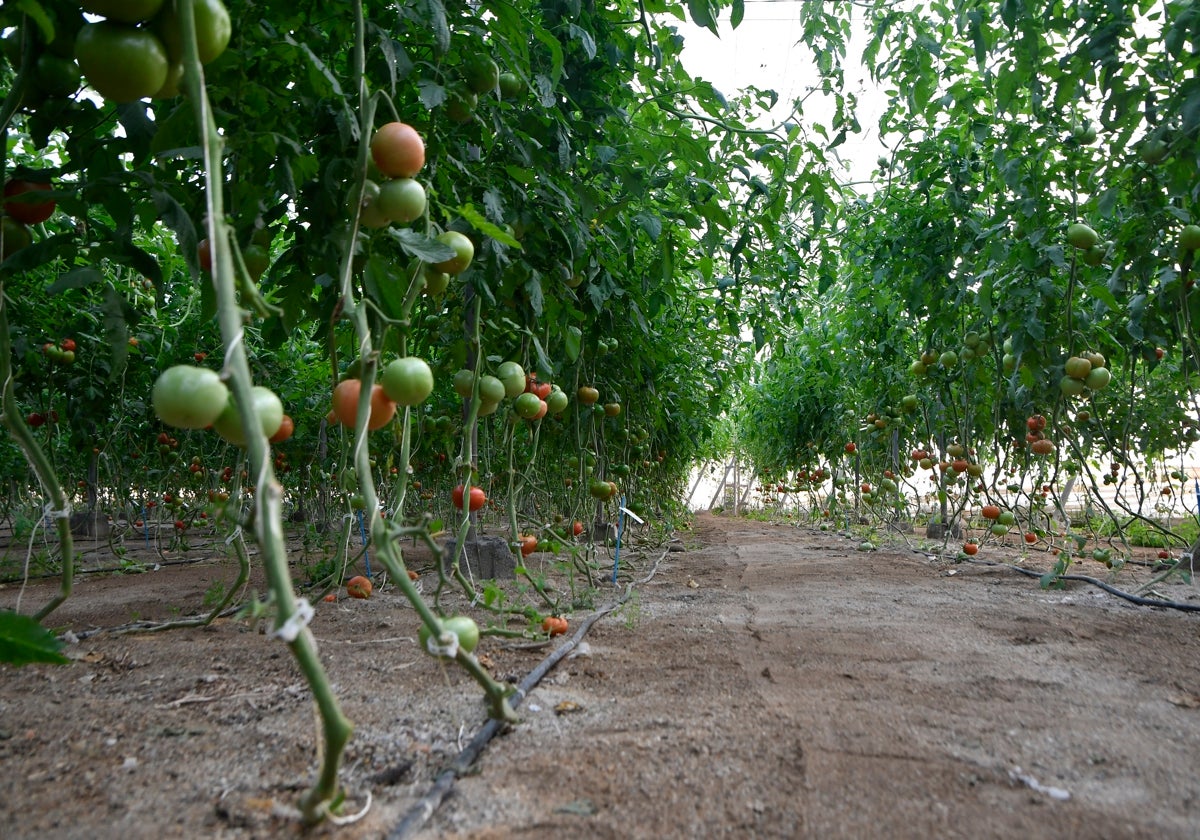 Según COAG, los importadores de tomate han defraudado 71 millones de euros