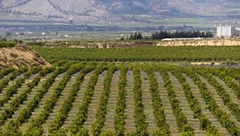 La despensa de Europa se va de España a Marruecos y Sudamérica por los recortes al trasvase Tajo-Segura y Mercosur