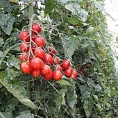 La megalópolis del tomate de Mohamed VI en el Sahara que amenaza a España