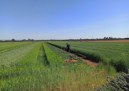 Las exportaciones de frutas y hortalizas crecieron un 5% en 2024 pese al estancamiento del comercio exterior