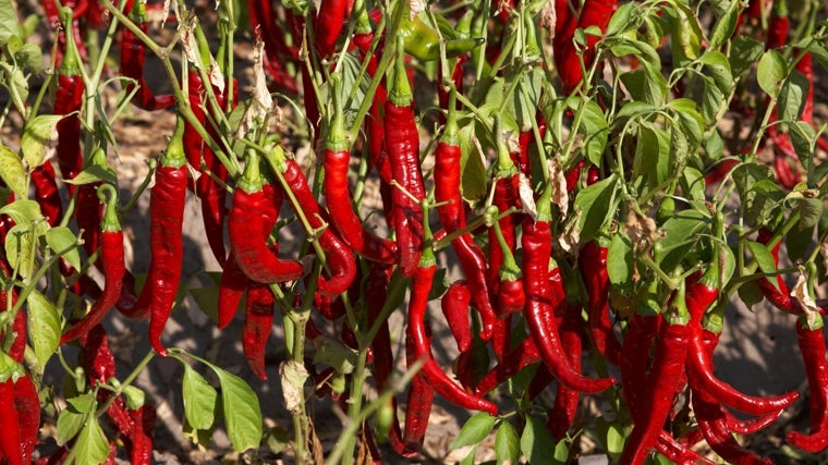 Una de las soluciones, dicen, podría estar en la mecanización de la recogida del pimiento