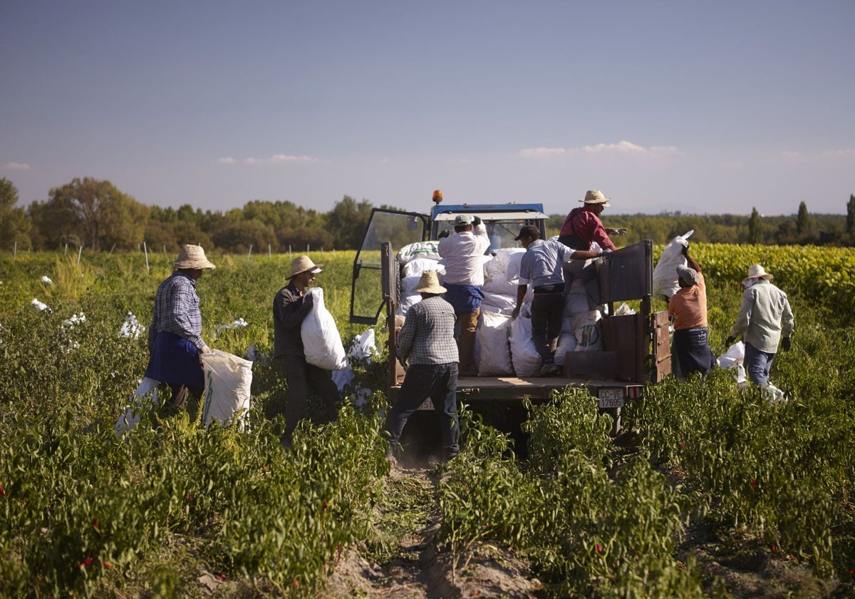 Agricultores durante la temporada de cosecha