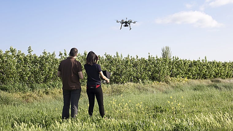 SpectralGeo ensayó drones con cámaras para confirmar que son útiles para identificar racimos. Sin embargo, la idea para predecir la cosecha no era utilizarlos ni depender de sensores en las parcelas sino aprovechar la independencia que ofrece la IA
