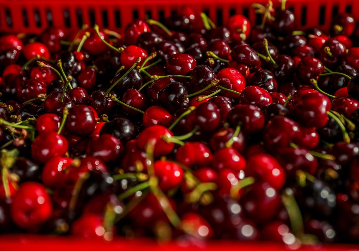 Una caja de cerezas recogidas en Rebollar, en el Valle del Jerte.