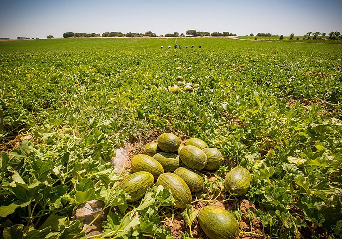 Melones que llegarán a la mesa