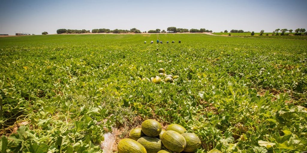 Dia invierte 35 millones en fruta de origen español de cara al verano