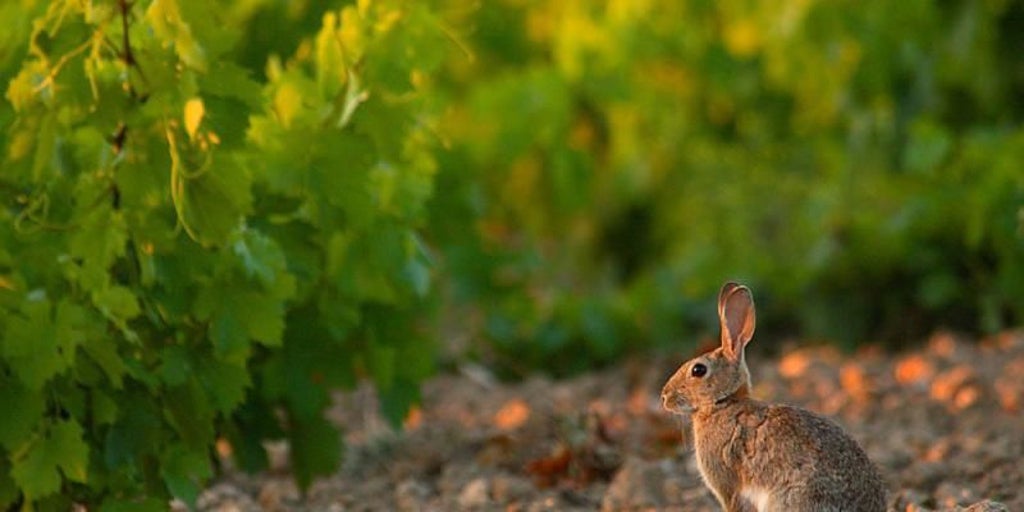 La plaga de conejos ya afecta a 800.000 hectáreas de cultivo