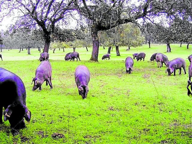 Hay cerca de 40 millones de cerdos en España