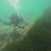 El ecosistema innovador profundiza en el tesoro submarino de la posidonia
