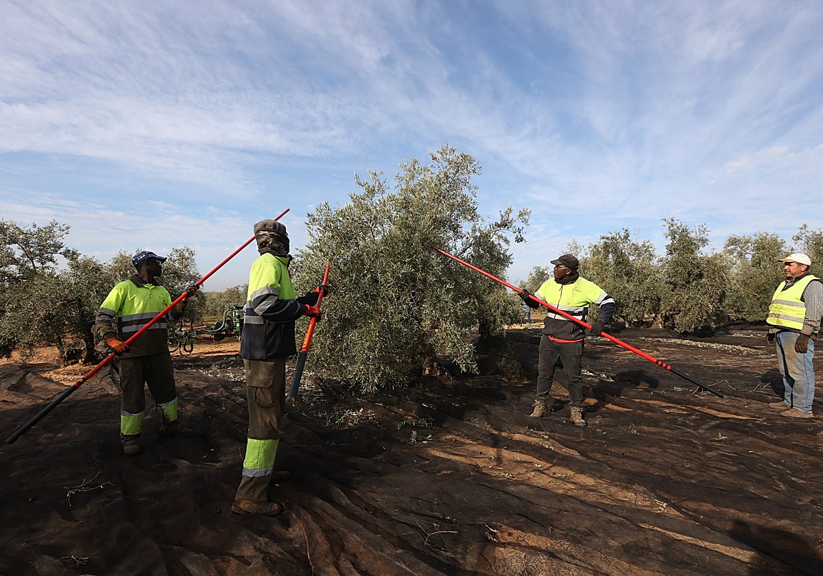 Trabajadores extranjeros recolectando aceituna