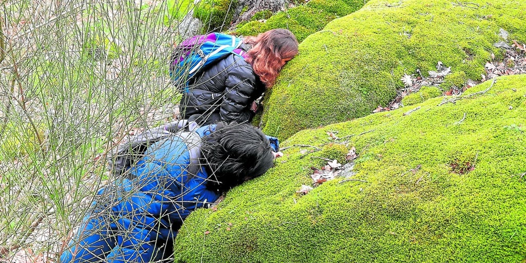 Baños de bosques, la nueva semilla del ocio saludable