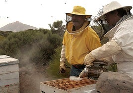 El sector apícola español al borde del colapso por el nuevo acuerdo comercial UE-Ucrania