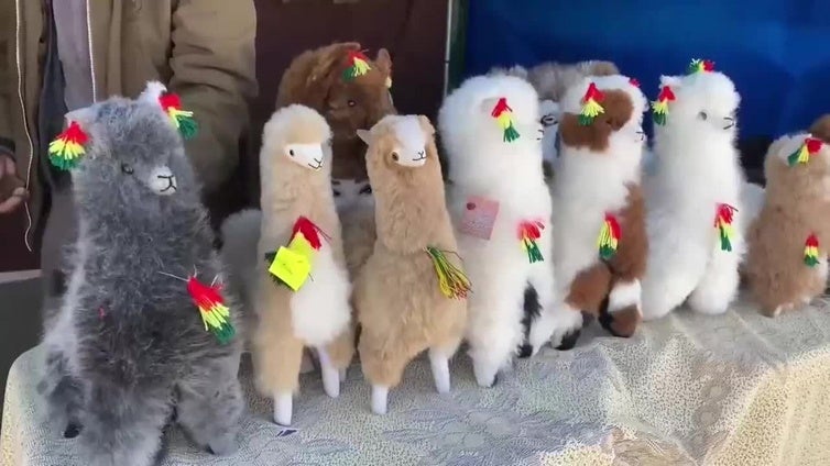 El potencial y los avances de la ganadería de camélidos se exhiben en una feria en Bolivia
