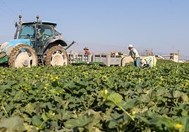 El nuevo contrato temporal no despega en el campo: «Al Gobierno no le interesa»