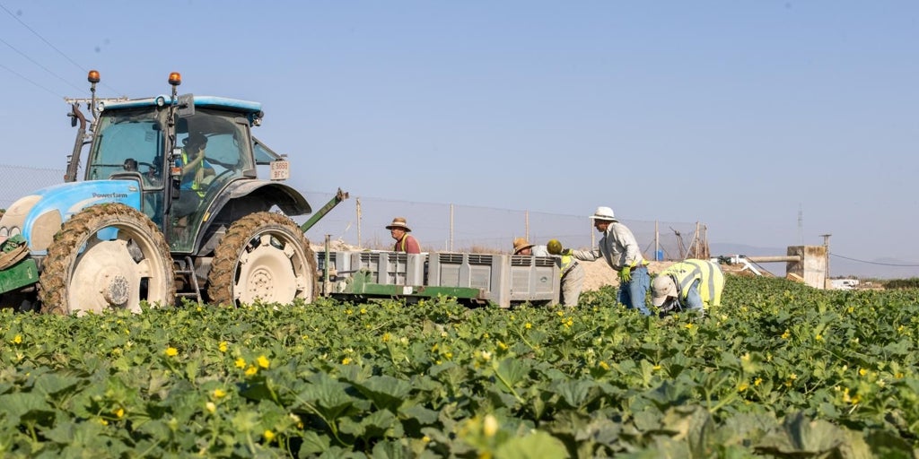 El nuevo contrato temporal no despega en el campo: «Al Gobierno no le interesa»