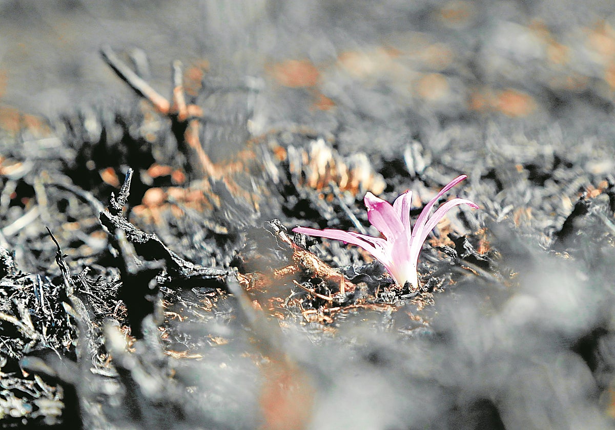 La política de datos abiertos de programas como Copernicus ha creado un ecosistema de innovación que las empresas españolas están aprovechando activamente