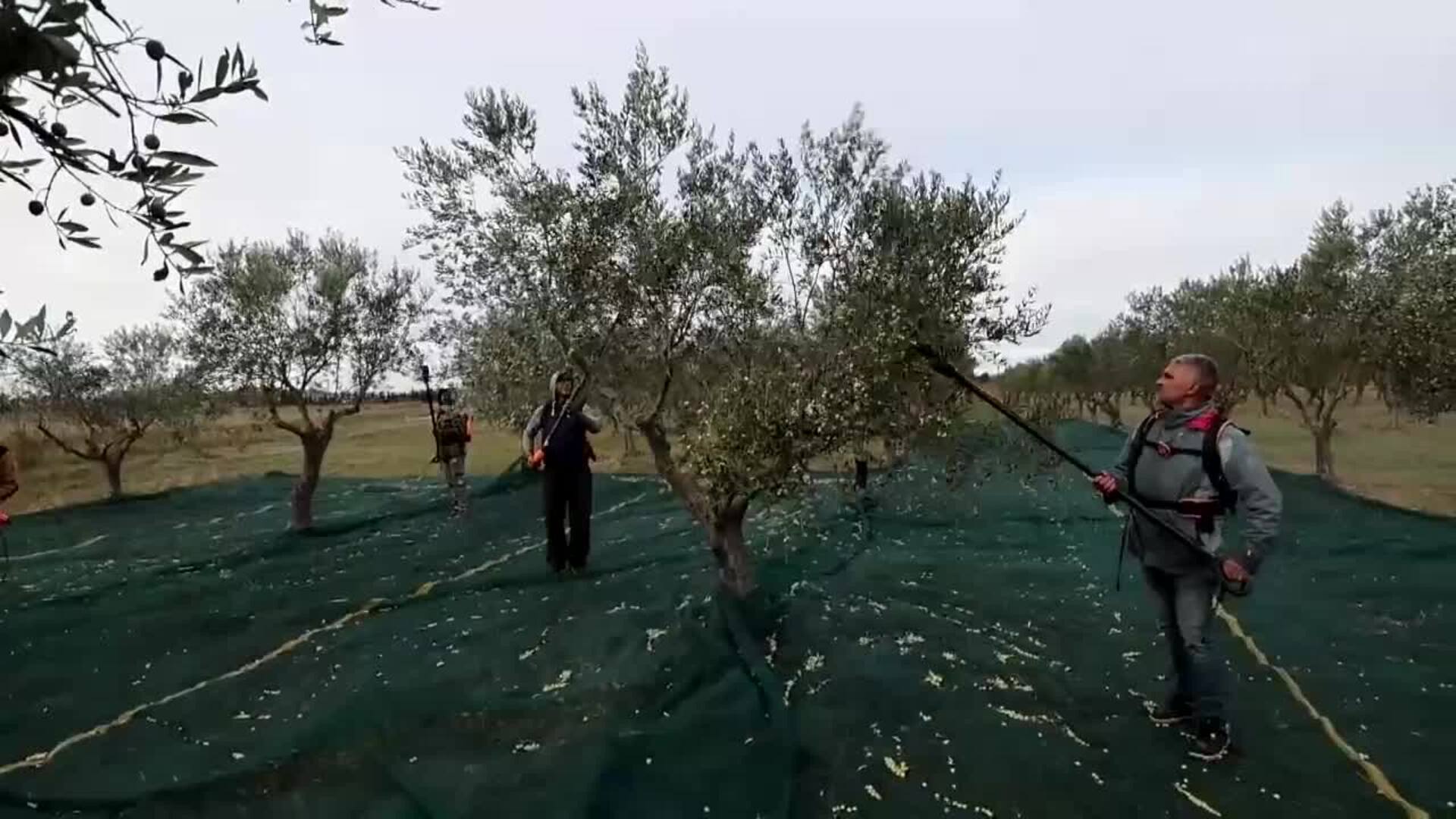 Francia produce unas 4.200 toneladas de aceite de oliva al año para consumo interno