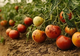 Bruselas maniobra para ocultar el origen de los productos del Sáhara