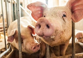 El sector porcino teme un atasco en los mataderos tras la caída histórica de precios y el freno a la exportación