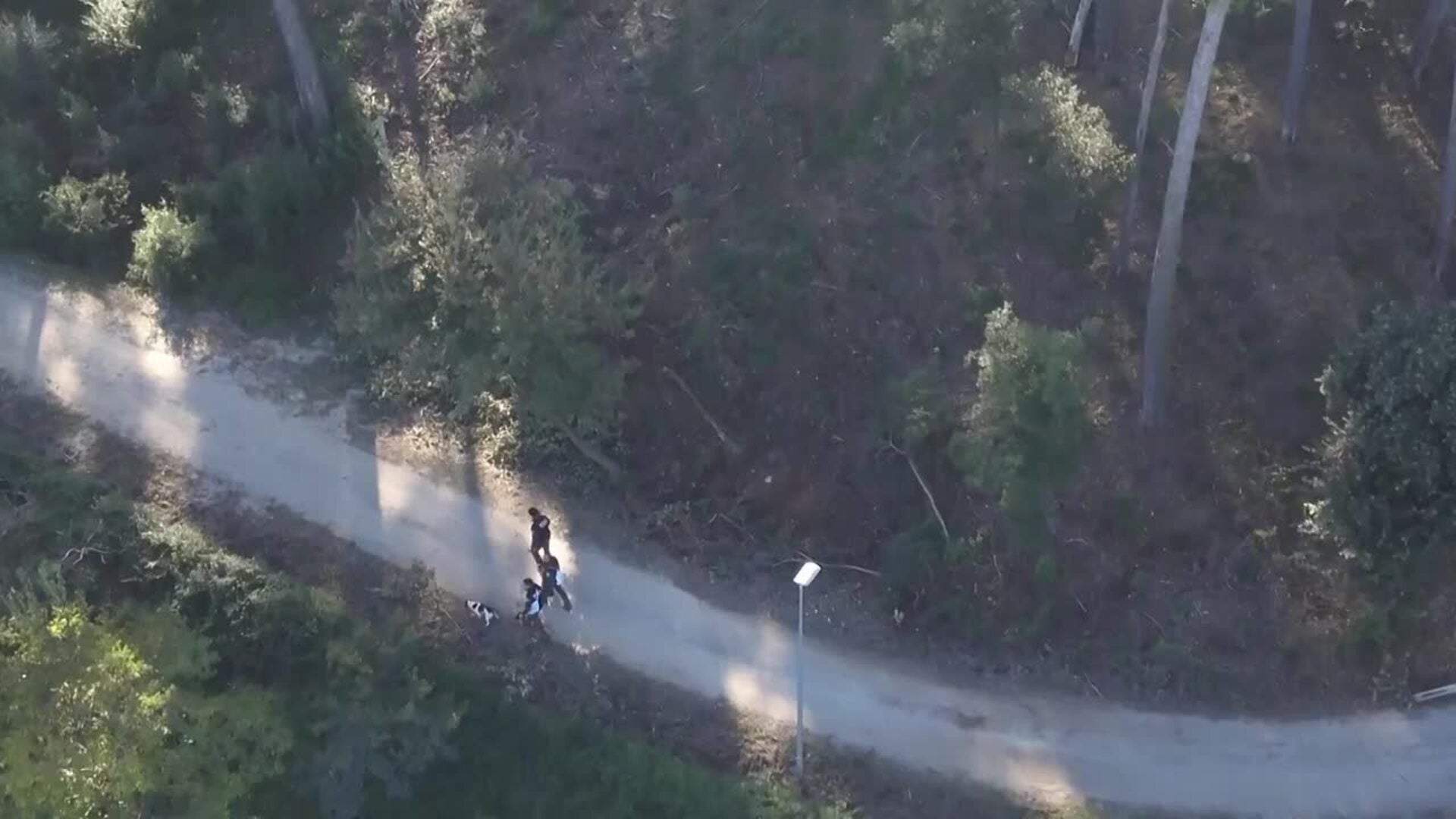 Se elevan a 13 los casos positivos de jabalíes con peste porcina africana