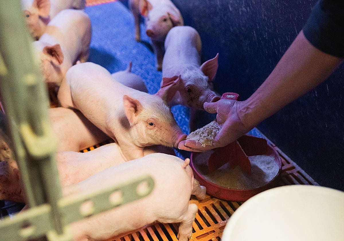Un aspecto de una grana de porcino en Lérida