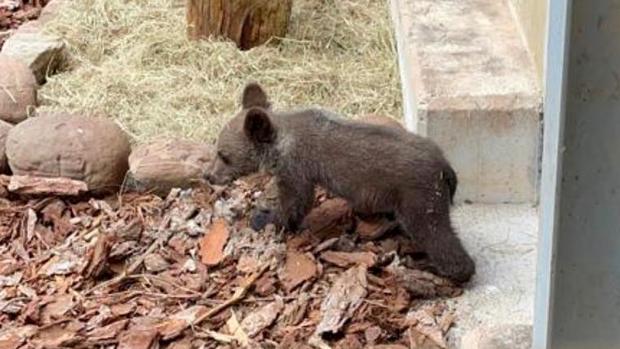 Trasladado a Cantabria y ya con buena salud el osezno rescatado hace un mes en León