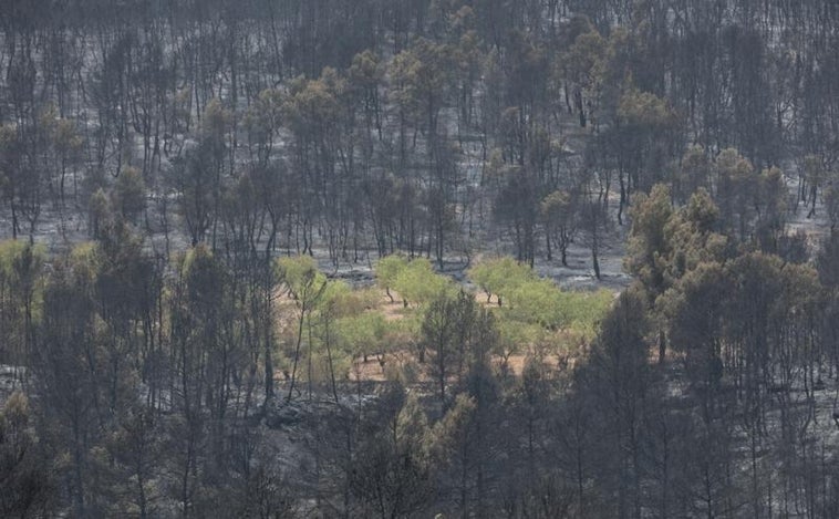 La Generalitat no dará por estabilizado el incendio de Venta del Moro mientras haya puntos calientes