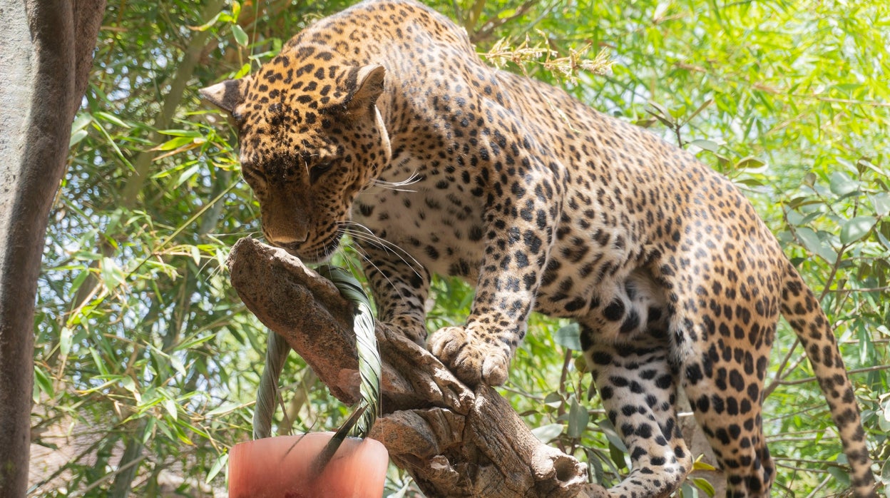 Helados de carne o granizado de gusanos para que los animales del Bioparc Fuengirola luchen contra el calor