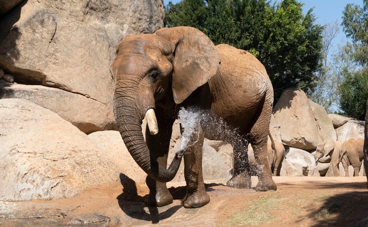 Muere a los 44 años Kibo, el emblemático elefante macho de Bioparc Valencia