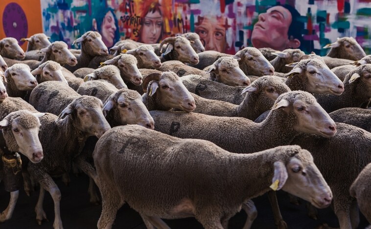 Mil ovejas cruzan Soria desde el sur de España para revivir la trashumancia