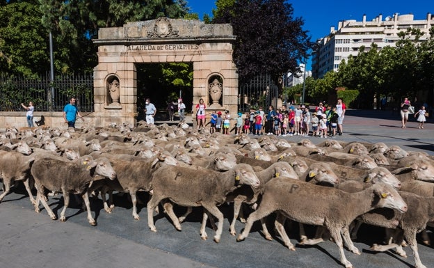 El rebaño atraviesa el centro de Soria, junto al parque de la Dehesa