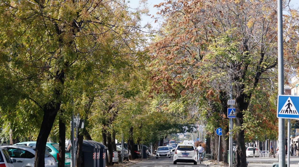 Urbanismo activa la tercera fase de la avenida de Trassierra