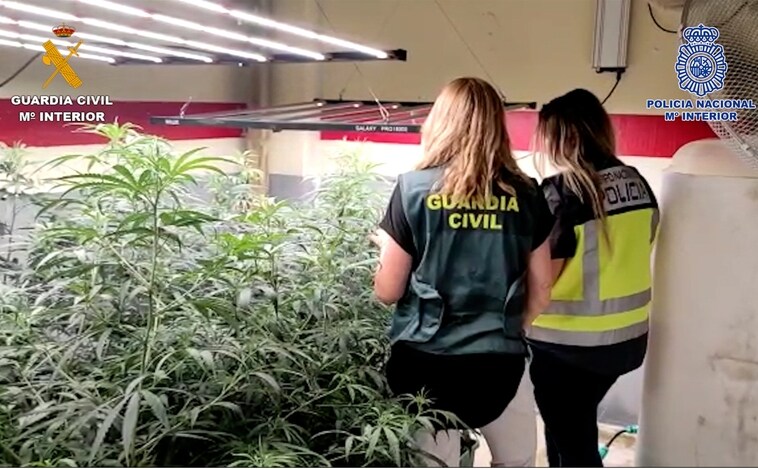 Un cultivo de interior escondía 892 plantas de marihuana en Quer