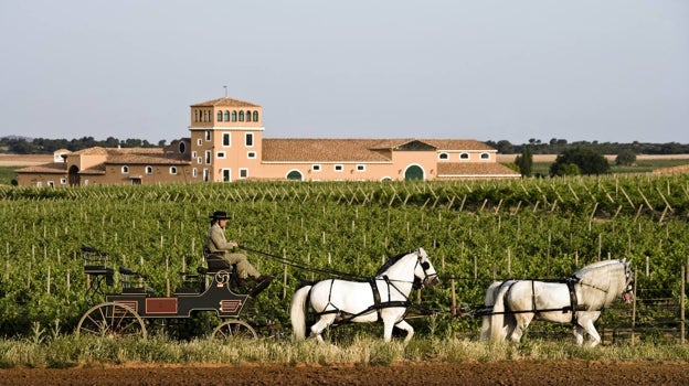 La bodega albaceteña Los Aljibes presenta su primer vino blanco elaborado con uva Godello