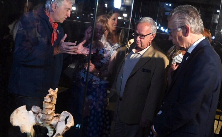 Las vértebras lumbares del «primer viejo de la prehistoria» se acomodan en el Museo de la Evolución Humana