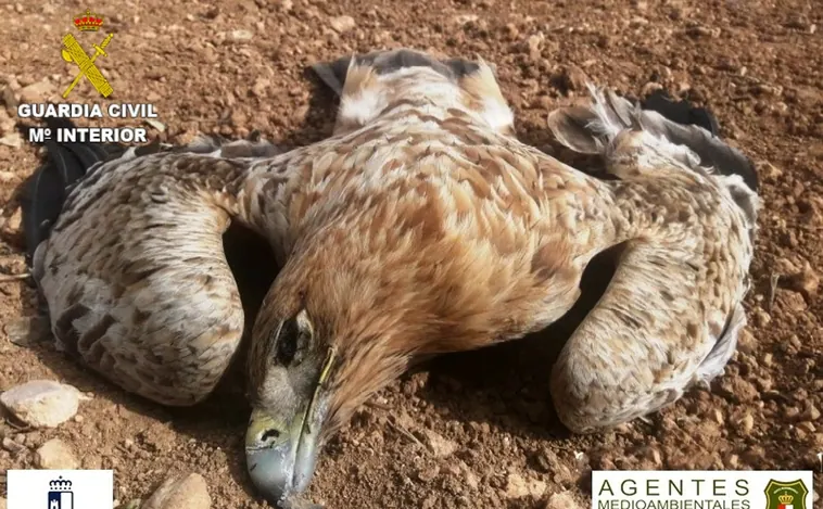 Seis detenidos por el envenenamiento de tres águilas imperiales y dos milanos reales en Villalgordo del Marquesado
