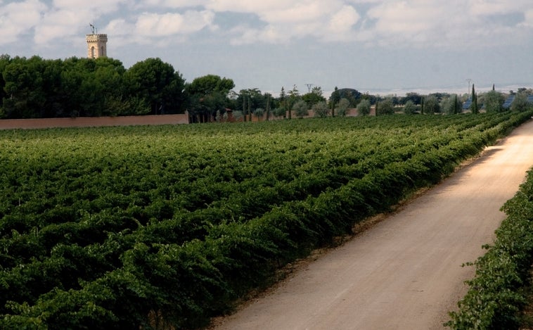 El vino de Albacete Cima Mazacruz Blanco 2021 de Dehesa de los Llanos logra un Bacchus de Plata