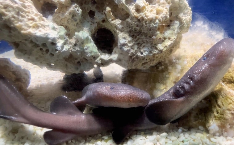 Nacen dos tiburones de una especie en peligro de extinción en el Oceanogràfic de Valencia