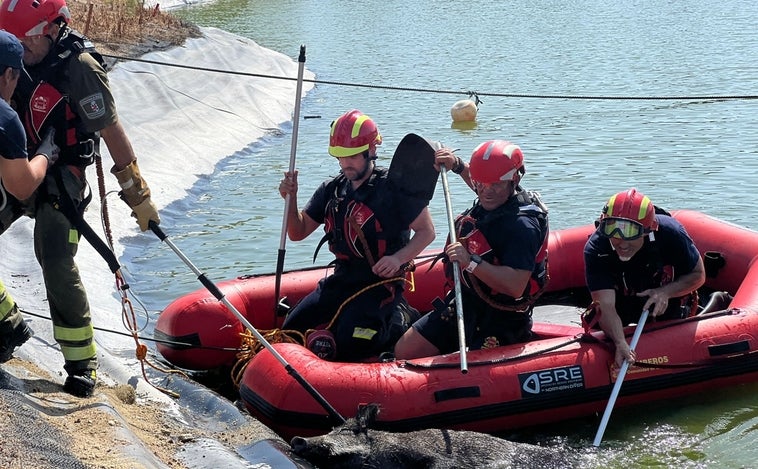 Servicios de emergencias rescatan a un jabalí de un lago en Majadahonda