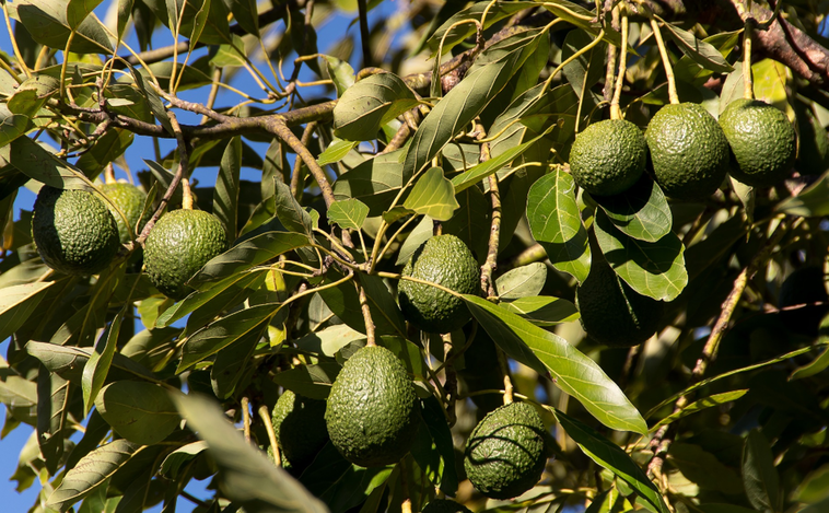 El nuevo oro verde: los ladrones le echan el ojo al mercado millonario del aguacate