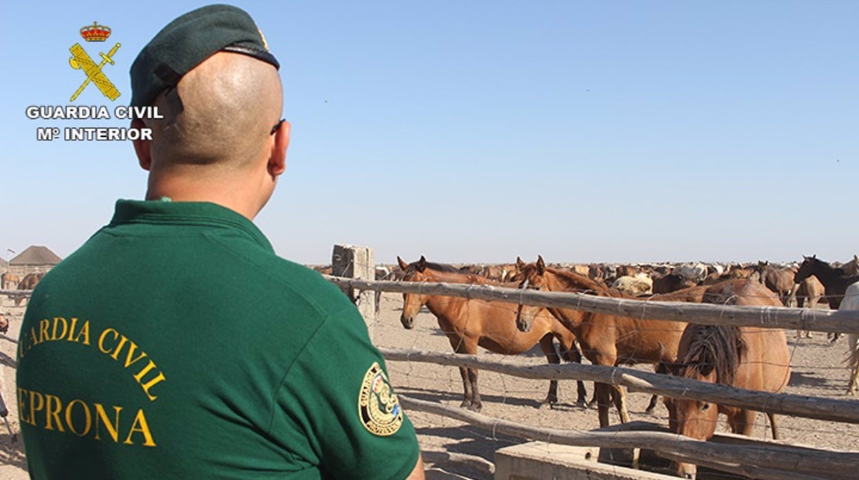 Investigan la muerte a tiros de yeguas preñadas en Paterna del Campo