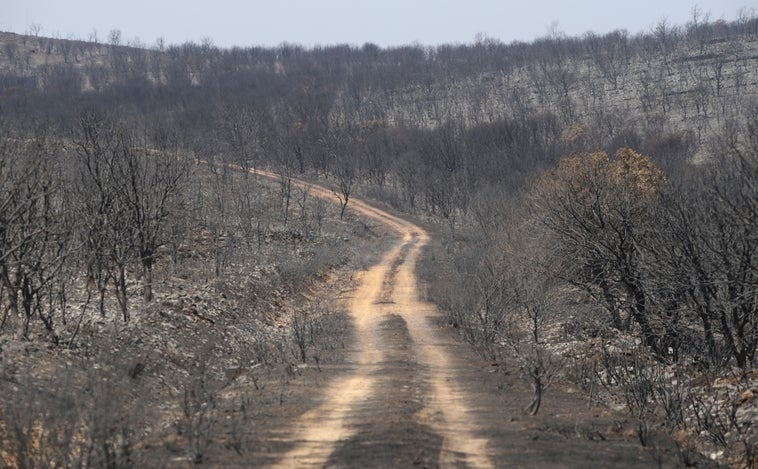 Fuegos en Castilla y León: un «desastre ambiental» en cadena