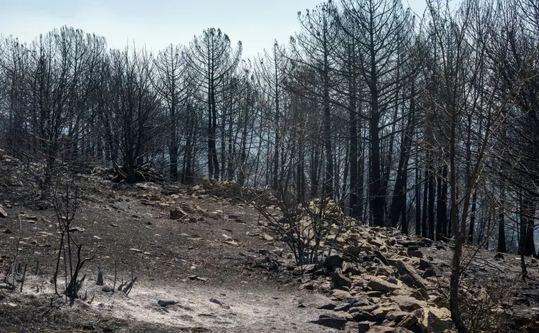 El fuego de Ávila, «mucho más controlado» tras amenazar el núcleo urbano de Hoyo de Pinares