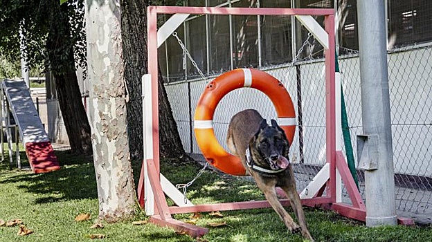Un pastor belga realiza un circuito de calentamiento, previo al entreno