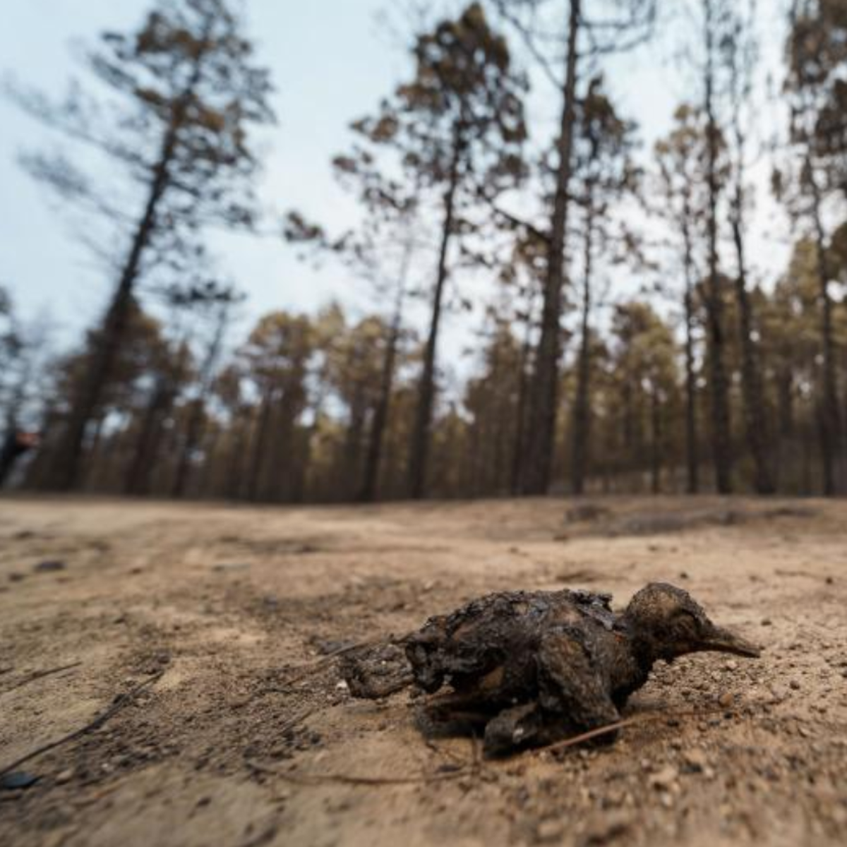 El horror tras el fuego: el incendio de Tenerife puede haber calcinado a más de 15.000 animales