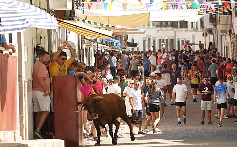 Imagen principal - Numeroso público de todas las edades puebla las calles viseñas en el primer encierro de vaquillas. Se parapetan en vallas y burladeros y hasta en las rejas de las ventanas. Llega público de toda la comarca de Los Pedroches.
