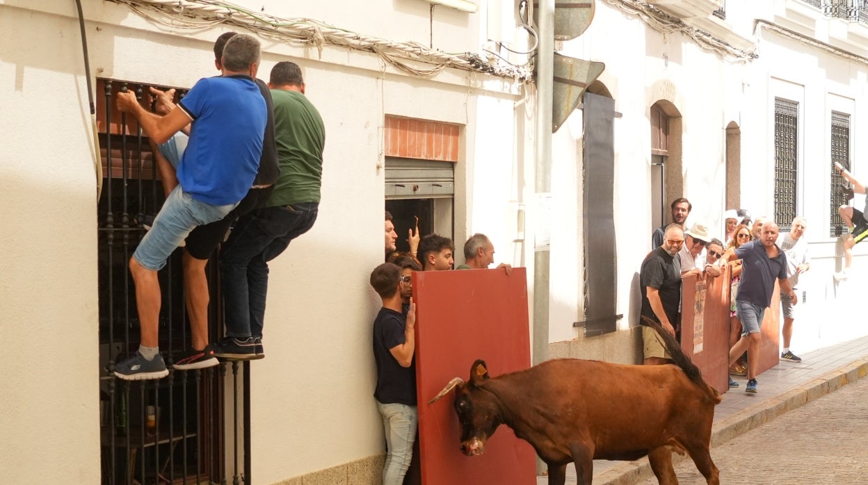 Los encierros de vaquillas vuelven a El Viso tras los años de pandemia