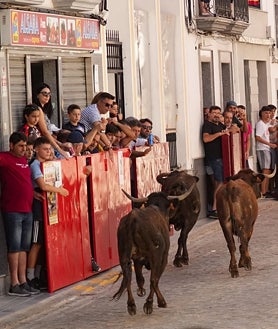 Imagen secundaria 2 - Numeroso público de todas las edades puebla las calles viseñas en el primer encierro de vaquillas. Se parapetan en vallas y burladeros y hasta en las rejas de las ventanas. Llega público de toda la comarca de Los Pedroches.